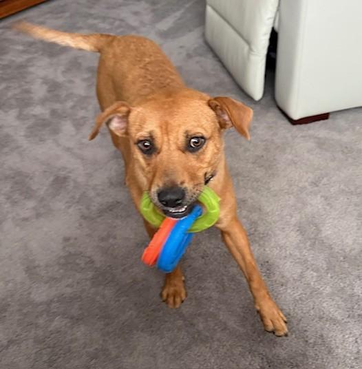 Enlarge Georgia , a ADOPTABLE mixed breed in White Bear Lake, MN image 4/6