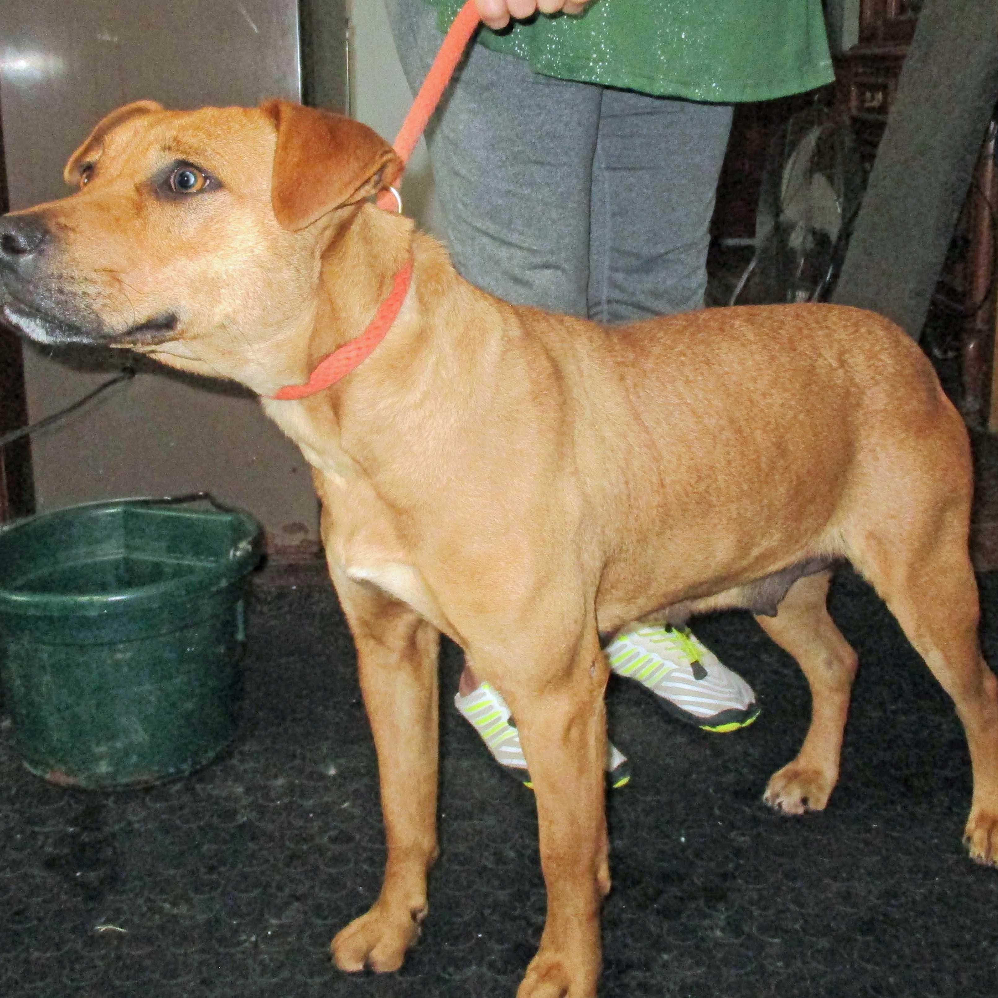 Enlarge Georgia , a ADOPTABLE mixed breed in White Bear Lake, MN image 5/6
