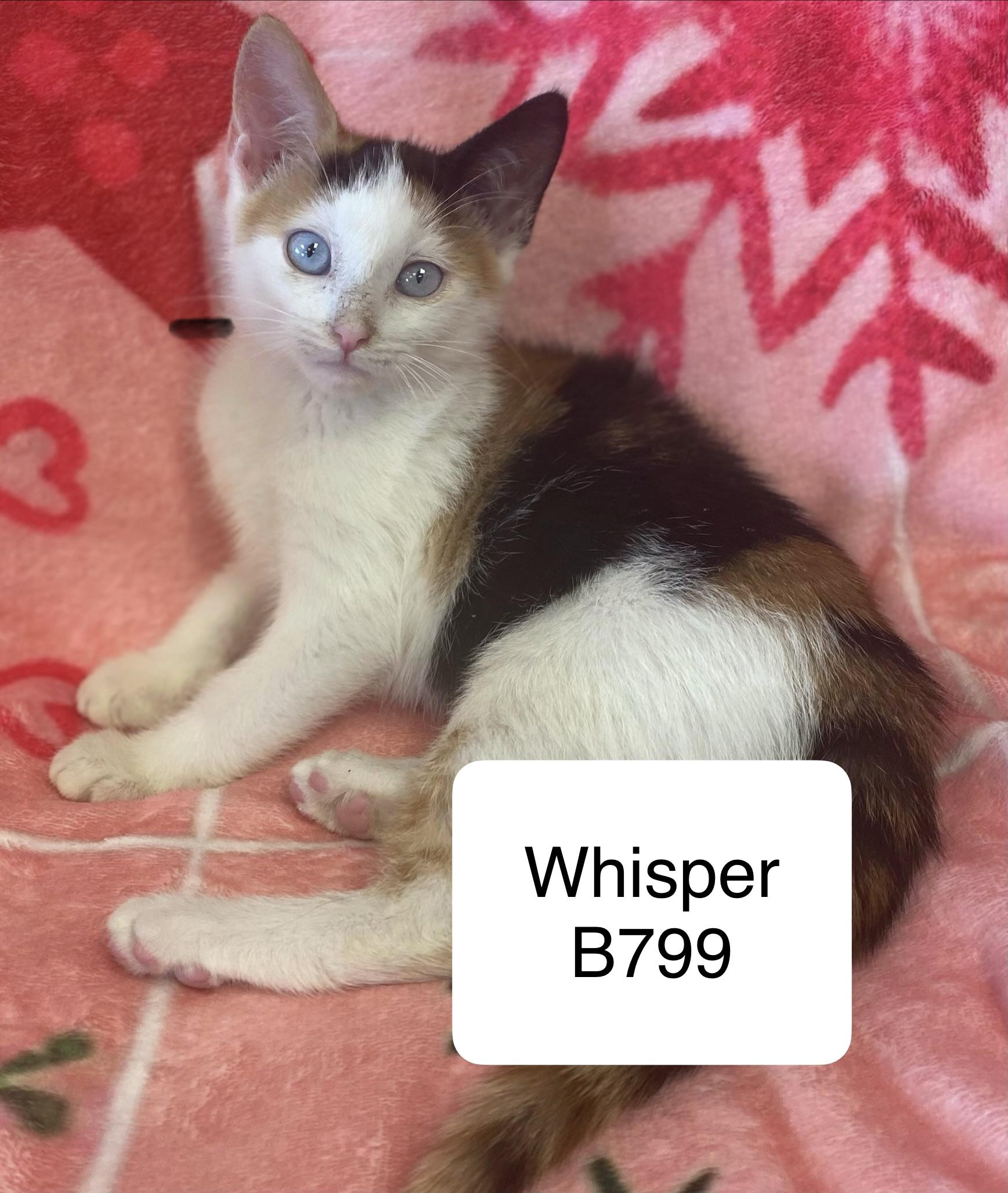 Enlarge Whisper, a ADOPTABLE Domestic Short Hair in Morganton, NC image 1/1
