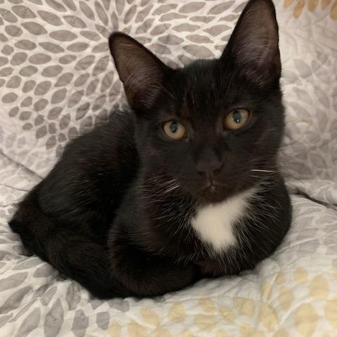 Enlarge Cola is bonded with Coconut, a Adoptable Domestic Short Hair in Clawson, MI image 1/3