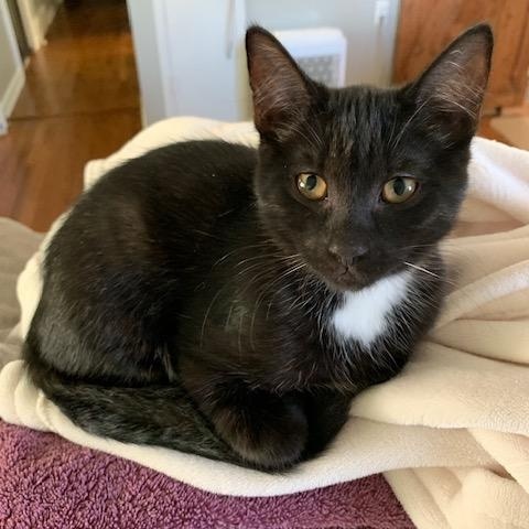 Enlarge Cola is bonded with Coconut, a Adoptable Domestic Short Hair in Clawson, MI image 2/3