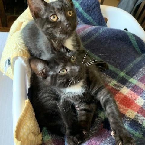 Enlarge Cola is bonded with Coconut, a Adoptable Domestic Short Hair in Clawson, MI image 3/3