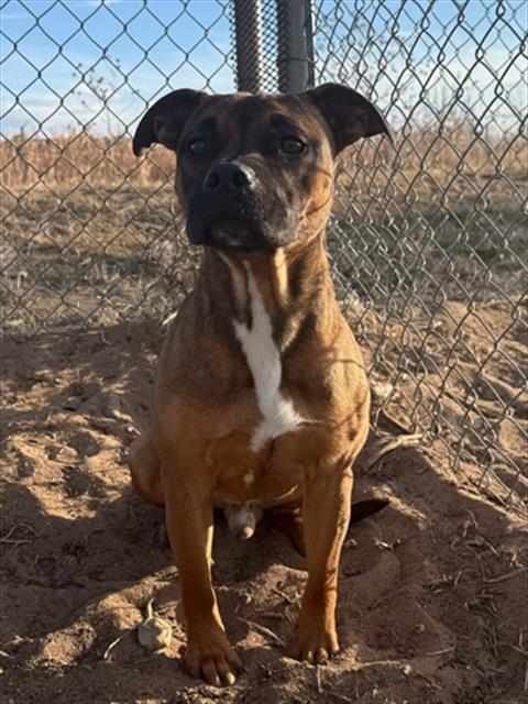 OLIVER, Adoptable, Young Male Pit Bull Terrier & Mixed Breed.