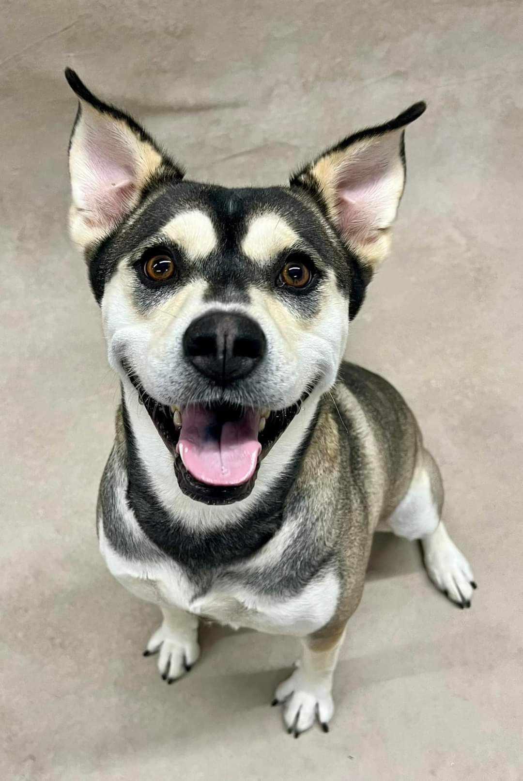 Synder - F, Adopted, Adult Female Husky & Labrador Retriever.