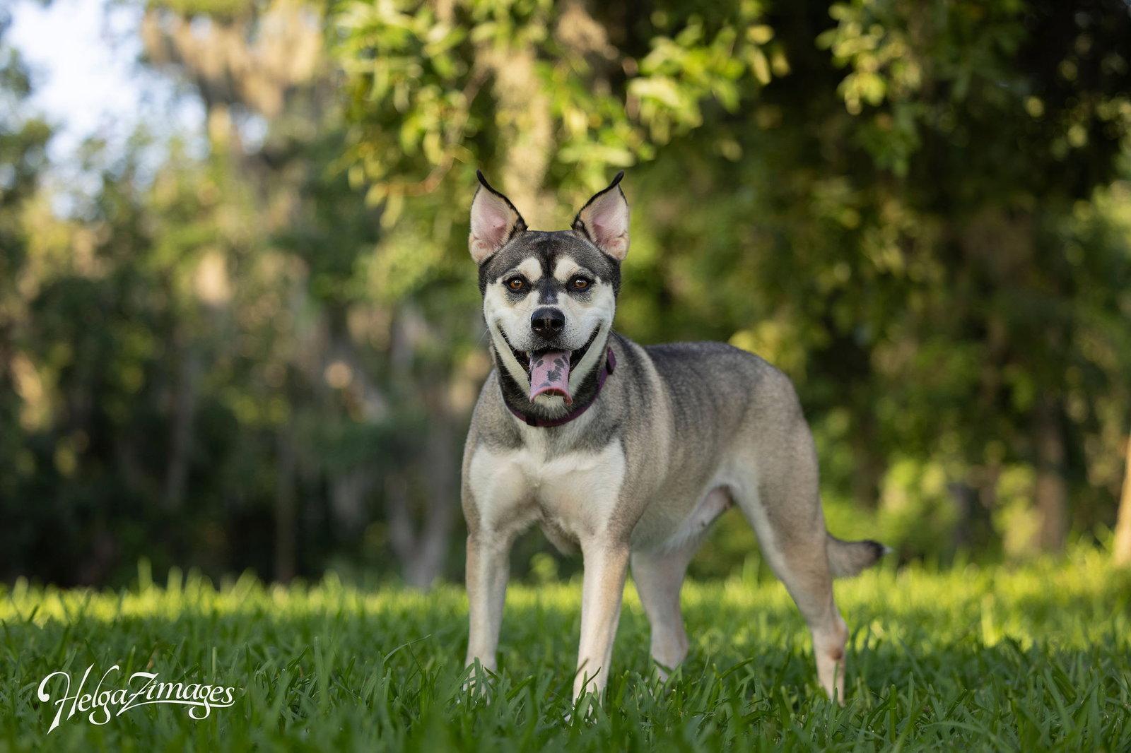 Enlarge Synder - F, a Adopted mixed breed in Tampa, FL image 3/3