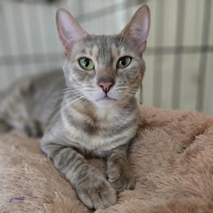 Silvia, an adoptable Bengal in Divide, CO, 80814 | Photo Image 1