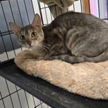 Silvia, an adoptable Bengal in Divide, CO, 80814 | Photo Image 2