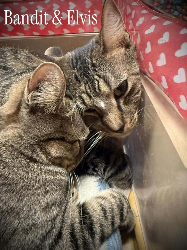 Enlarge Elvis, a Adoptable Domestic Short Hair in Virginia Beach, VA image 2/6