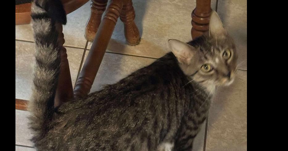 Elvis, Adoptable, Young Male Domestic Short Hair.