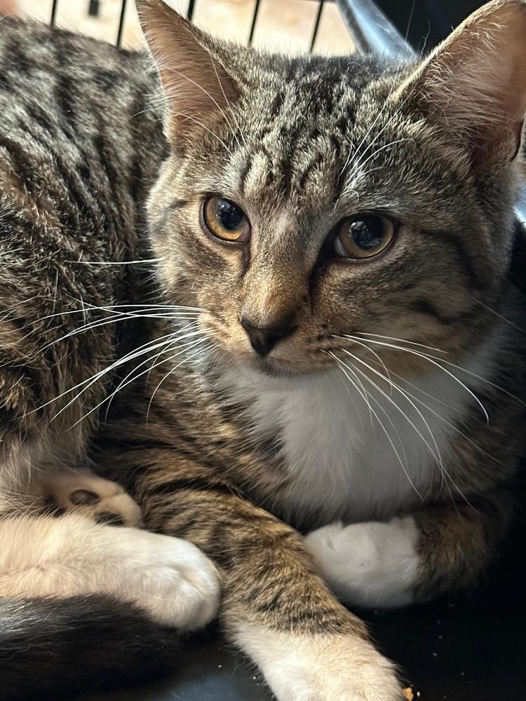 Elvis, a Adoptable Domestic Short Hair in Virginia Beach, VA image 2/2