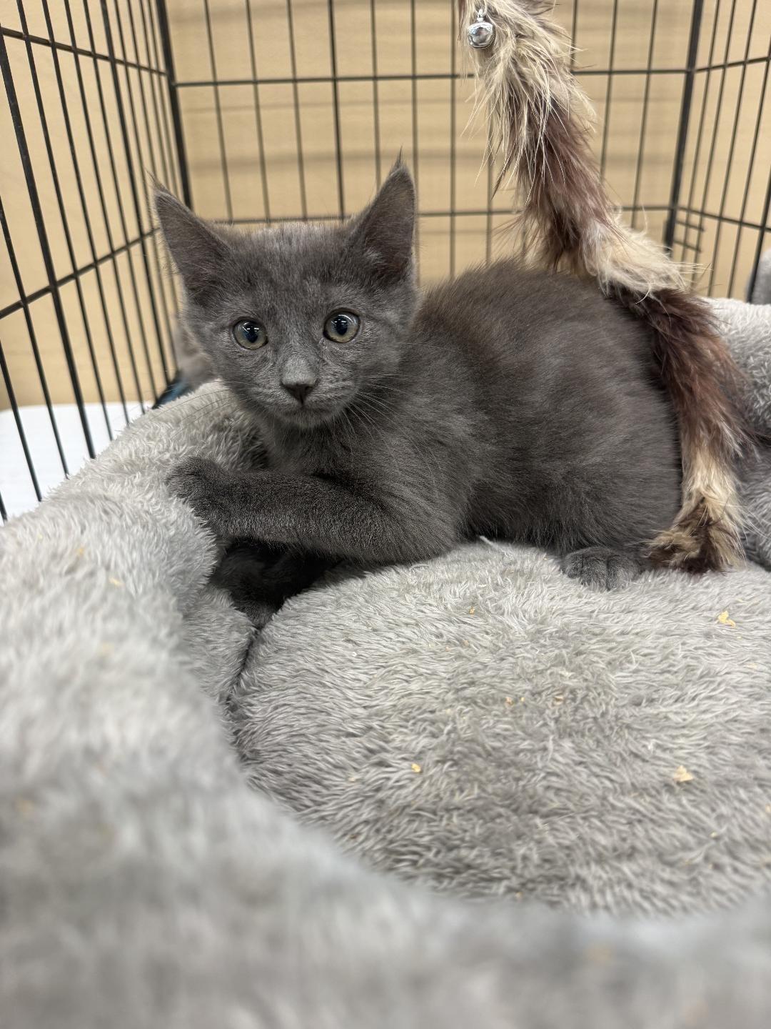 Joey, ADOPTABLE, Kitten Male Domestic Short Hair.