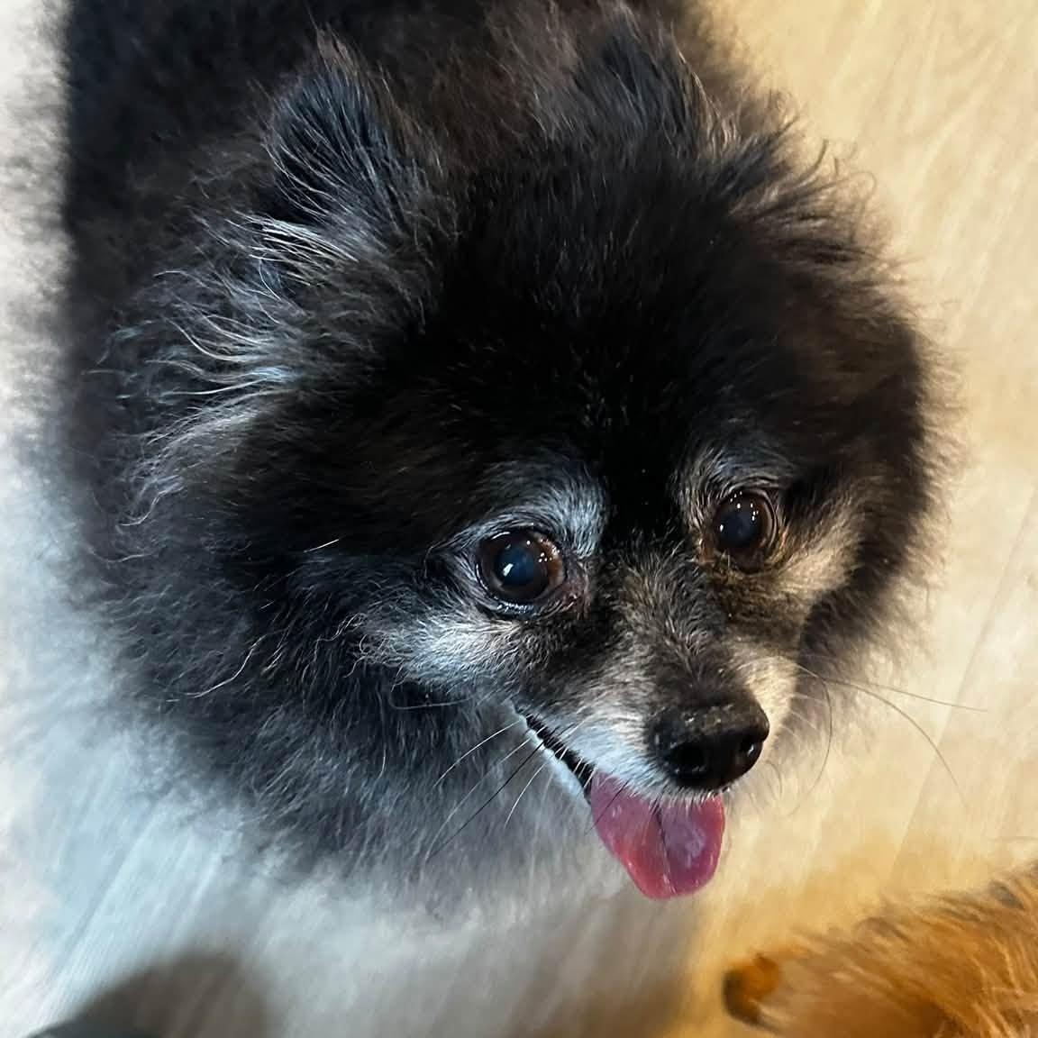 Enlarge Jazzy, a Adoptable Pomeranian in Severn, MD image 4/5