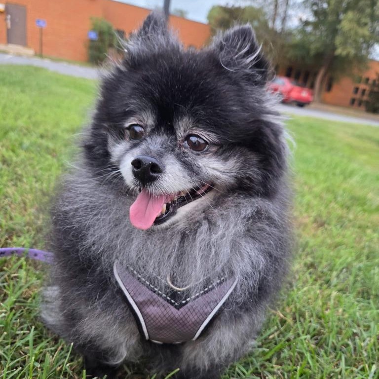 Enlarge Jazzy, a Adoptable Pomeranian in Severn, MD image 2/5