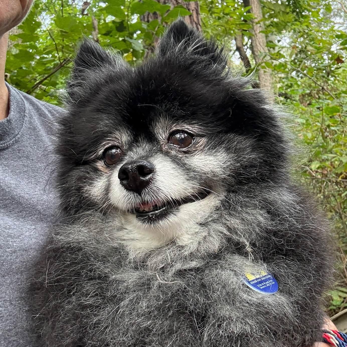 Jazzy, Adoptable, Senior Female Pomeranian.