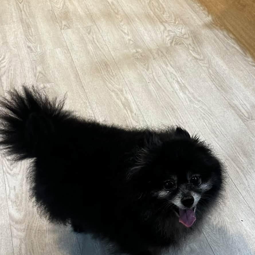 Enlarge Jazzy, a Adoptable Pomeranian in Severn, MD image 3/5