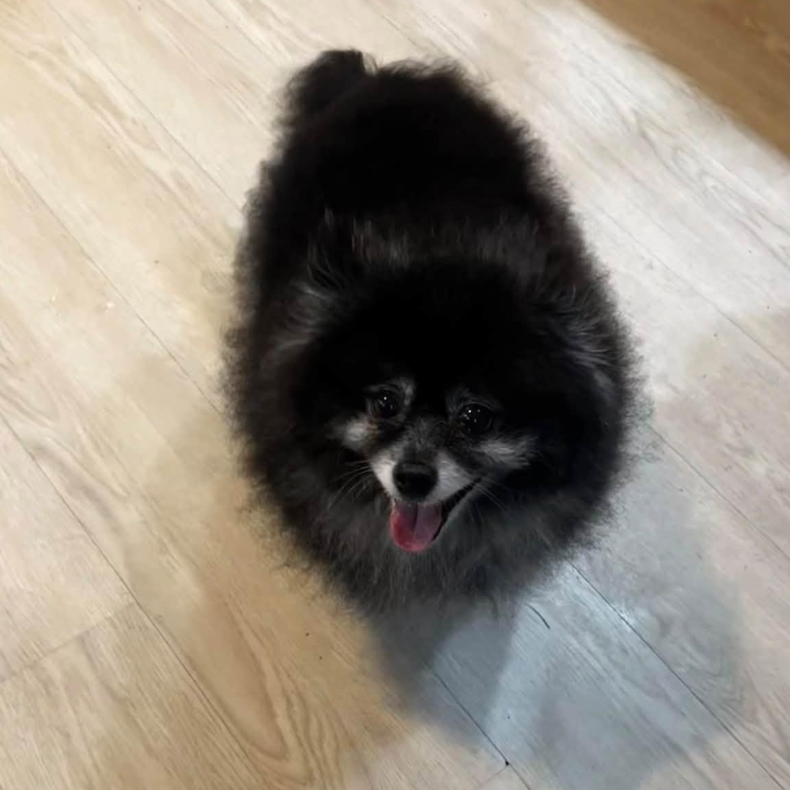 Enlarge Jazzy, a Adoptable Pomeranian in Severn, MD image 5/5