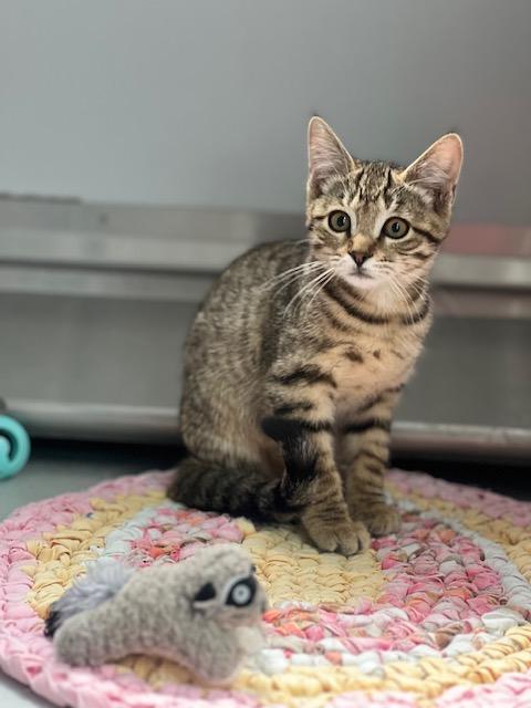 61453060, adopted, Young Female Domestic Short Hair.