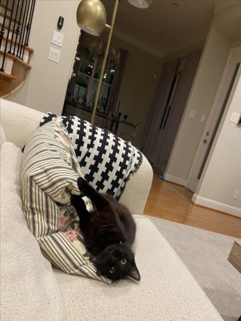 MISTY, Adoptable, Young Female Domestic Short Hair & Domestic Short Hair.