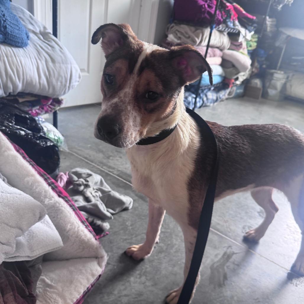 Rachel, Adoptable, Young Female Hound.