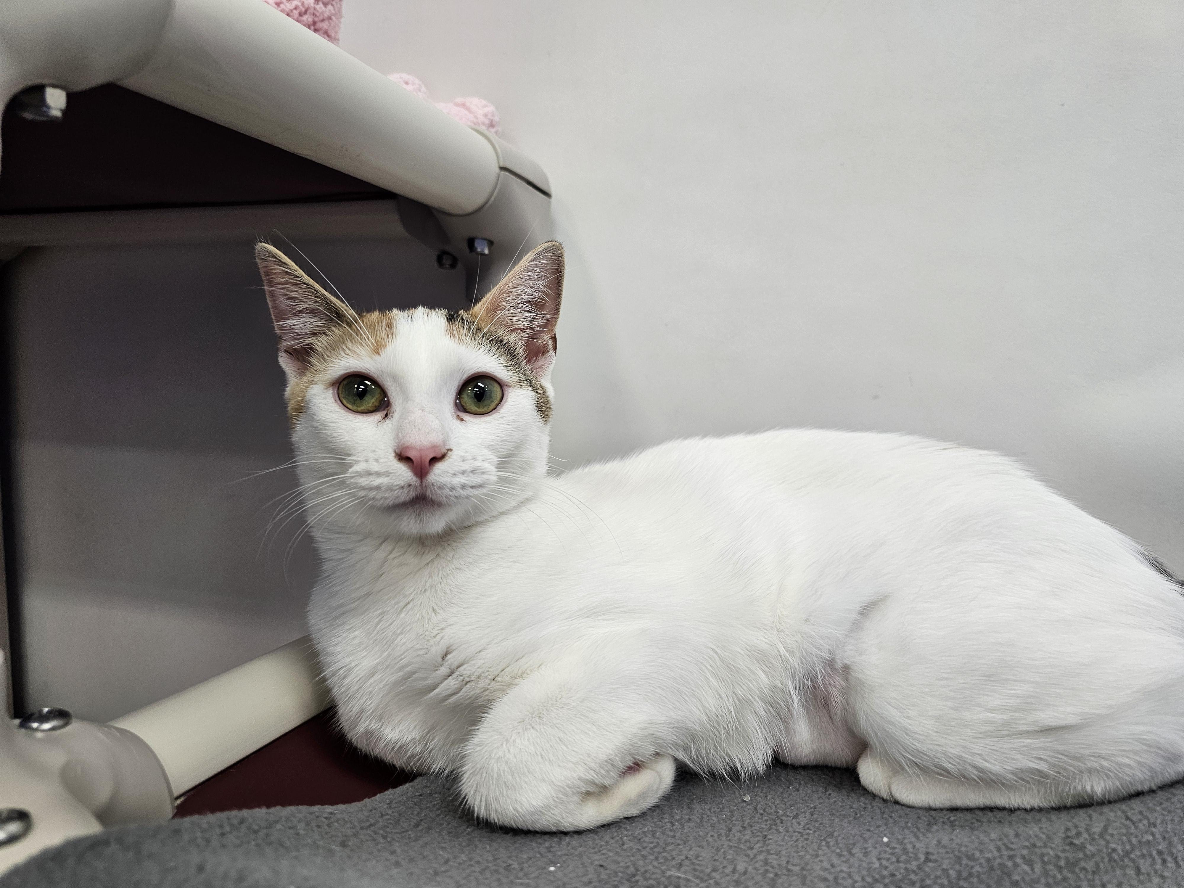 Jeri, Adoptable, Kitten Female Domestic Short Hair.