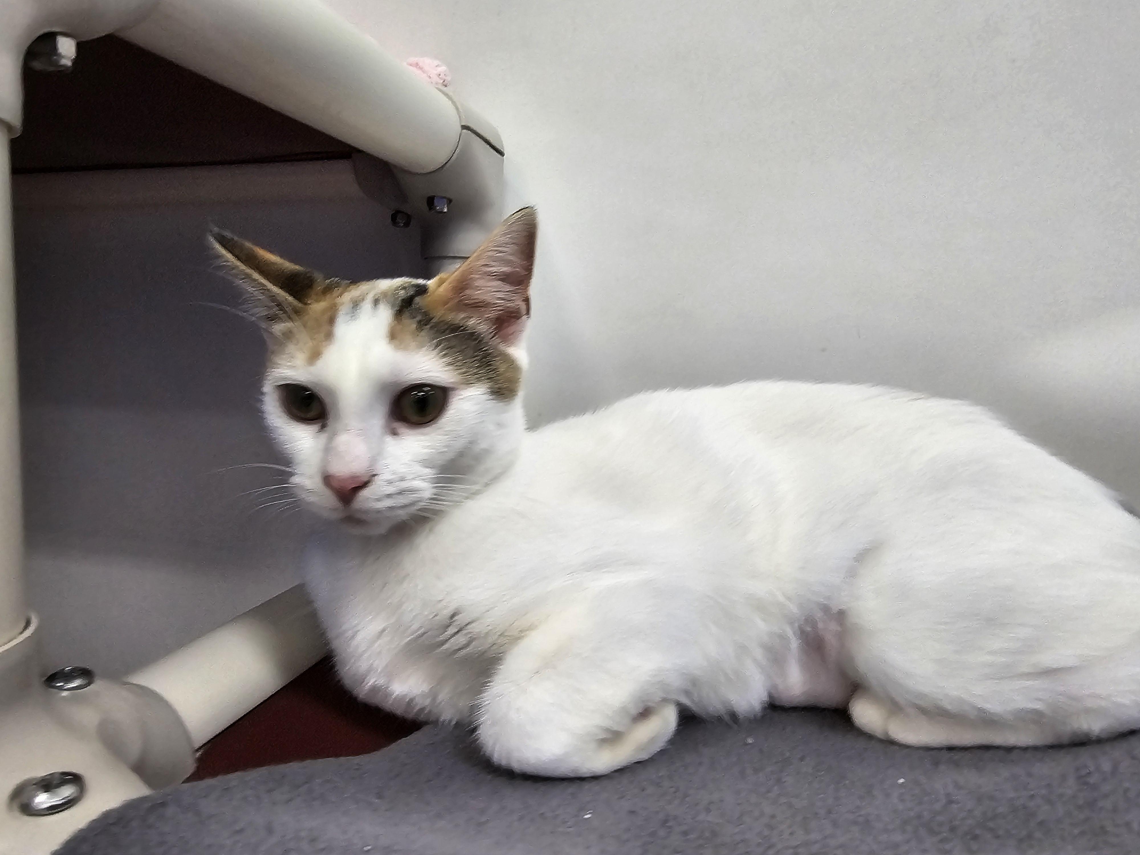Enlarge Jeri, a Adoptable Domestic Short Hair in Dunkirk, NY image 2/2