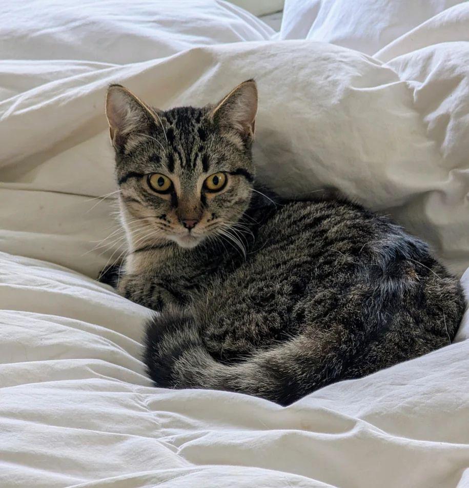 Enlarge Nipro, a Adoptable Domestic Short Hair in Dayton, OH image 1/2