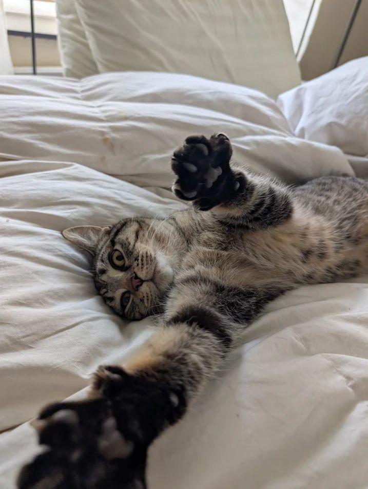 Enlarge Nipro, a Adoptable Domestic Short Hair in Dayton, OH image 2/2