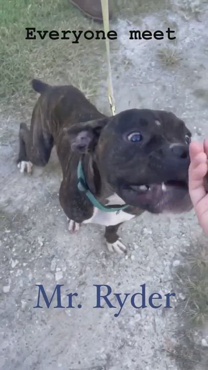 Enlarge Ryder, a Adopted Boxer in Leesville, LA video 2/7
