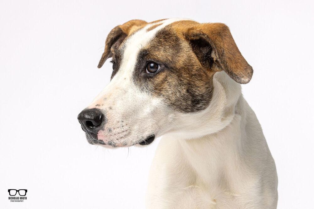 Enlarge Waverly, a Adoptable mixed breed in Palatine, IL image 1/4