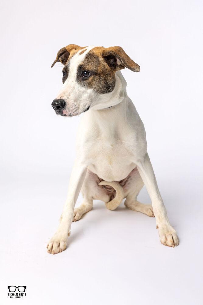 Enlarge Waverly, a Adoptable mixed breed in Palatine, IL image 2/4