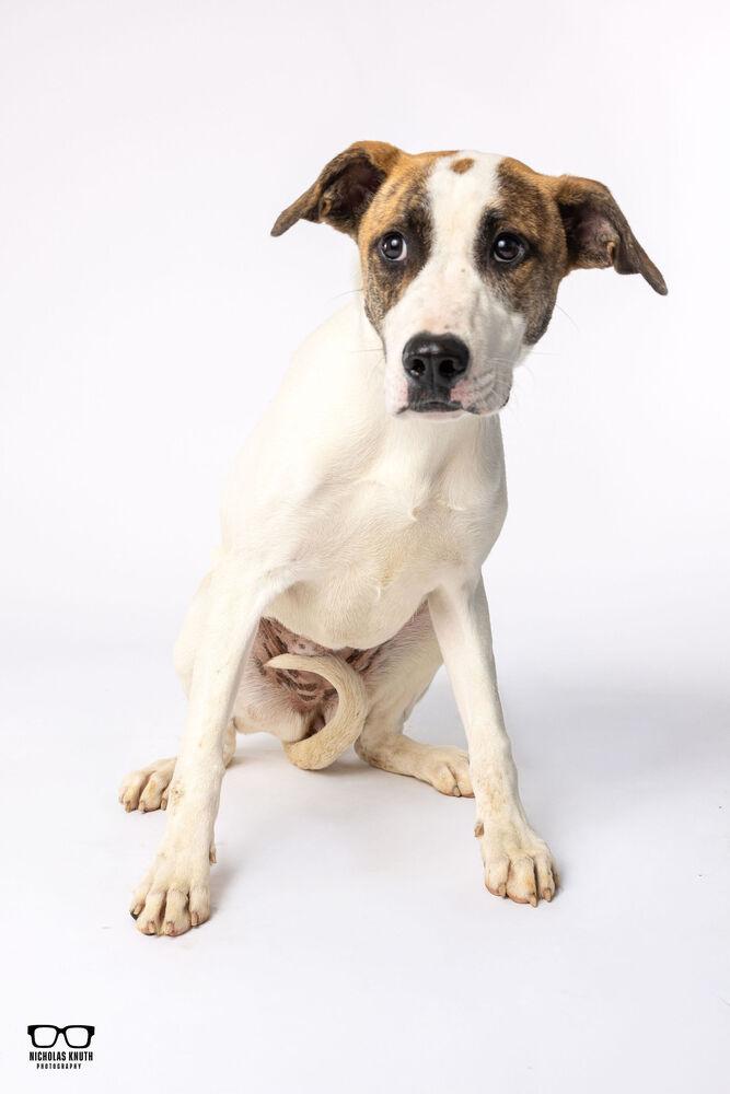 Enlarge Waverly, a Adoptable mixed breed in Palatine, IL image 3/4