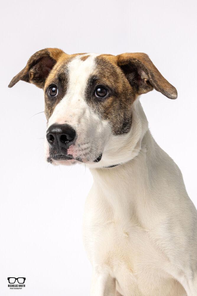 Enlarge Waverly, a Adoptable mixed breed in Palatine, IL image 4/4
