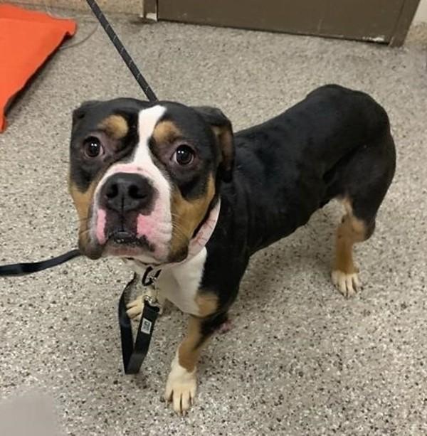 Enlarge Fatima, a Adoptable mixed breed in Vancouver, WA image 1/2