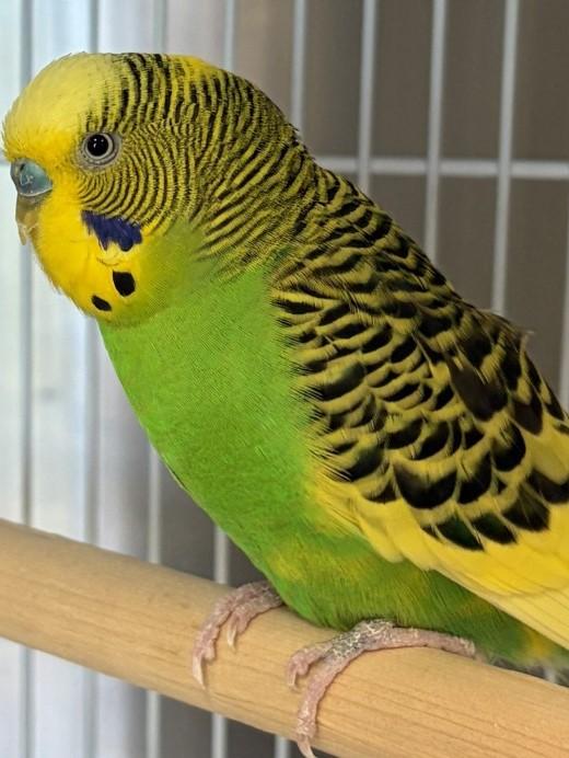 Oogie Boogie, Adoptable, Adult Male Budgie / Budgerigar.