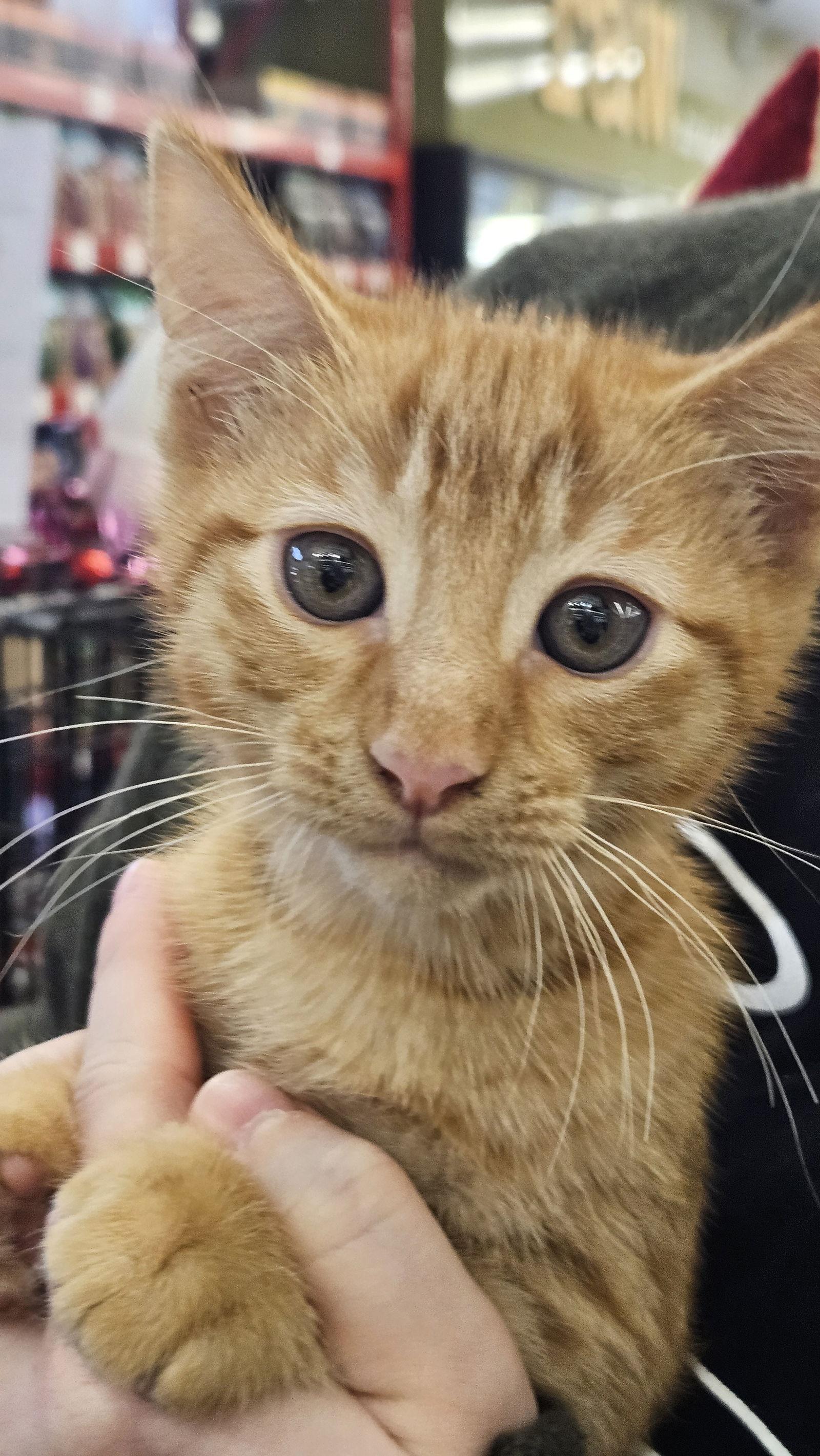Sherbert (bonded with Taz), a Adoptable Domestic Medium Hair in Antioch, CA image 1/3