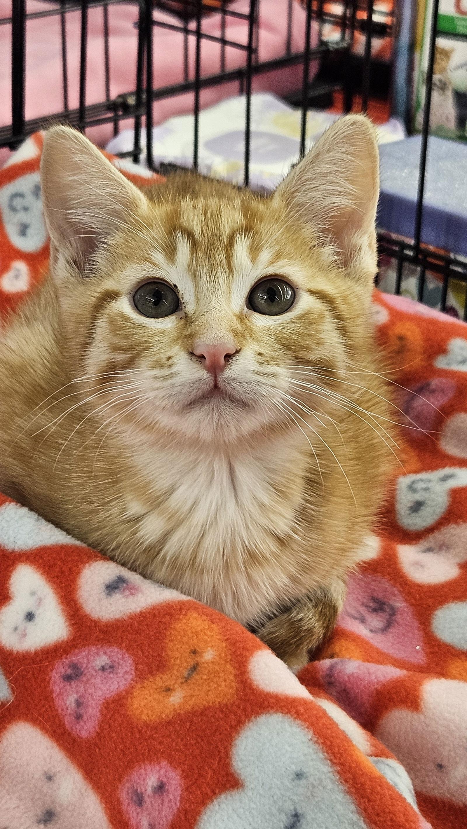Sherbert (bonded with Taz), a Adoptable Domestic Medium Hair in Antioch, CA image 2/3
