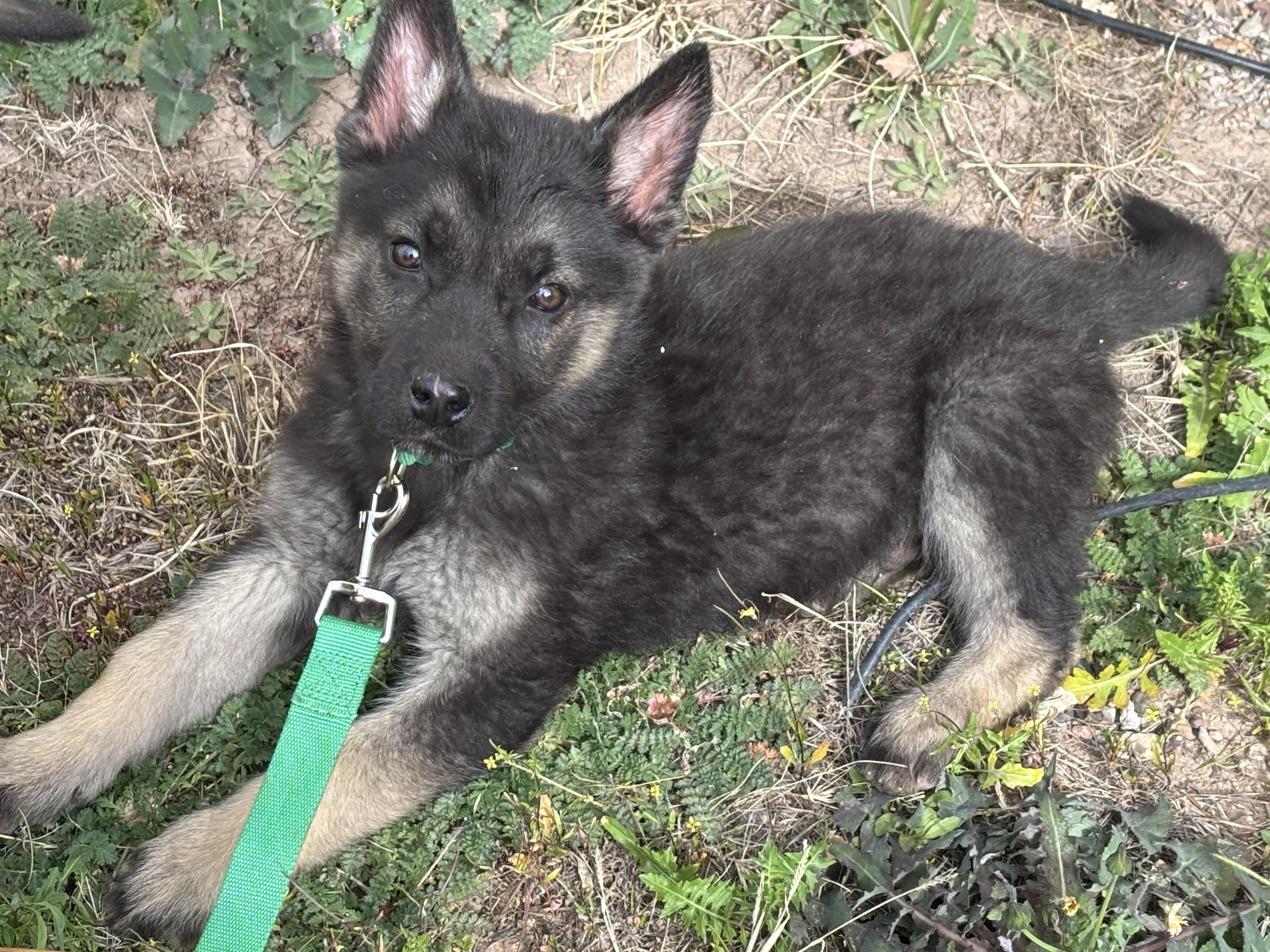Rowdy, adopted, Puppy Male Australian Shepherd & Husky.