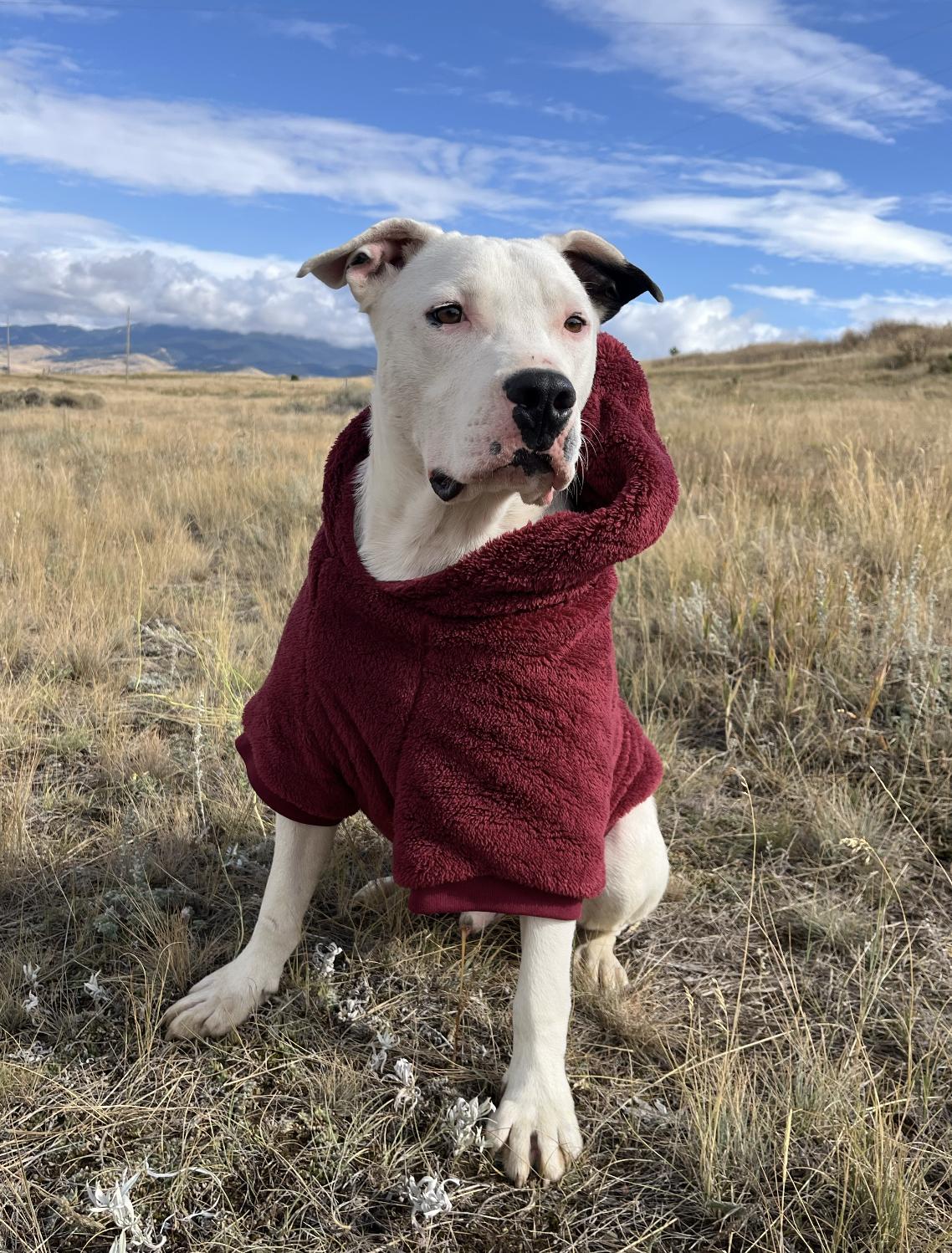 Powder, an adoptable Mixed Breed in Bozeman, MT, 59715 | Photo Image 1