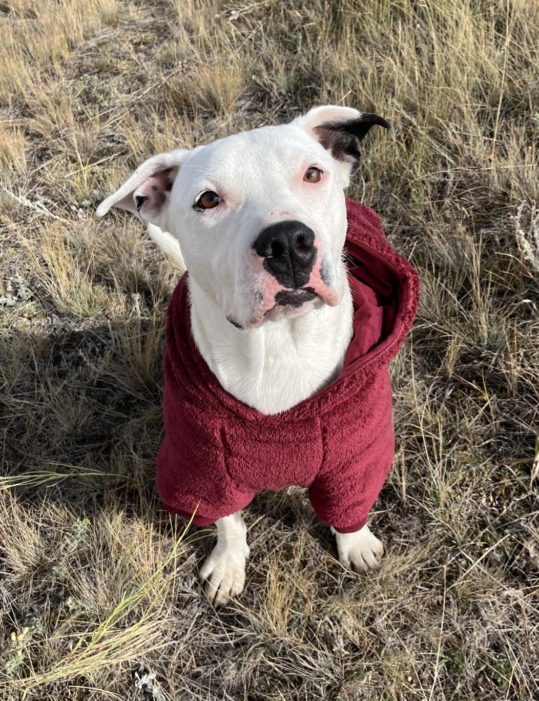 Powder, an adoptable Mixed Breed in Bozeman, MT, 59715 | Photo Image 2