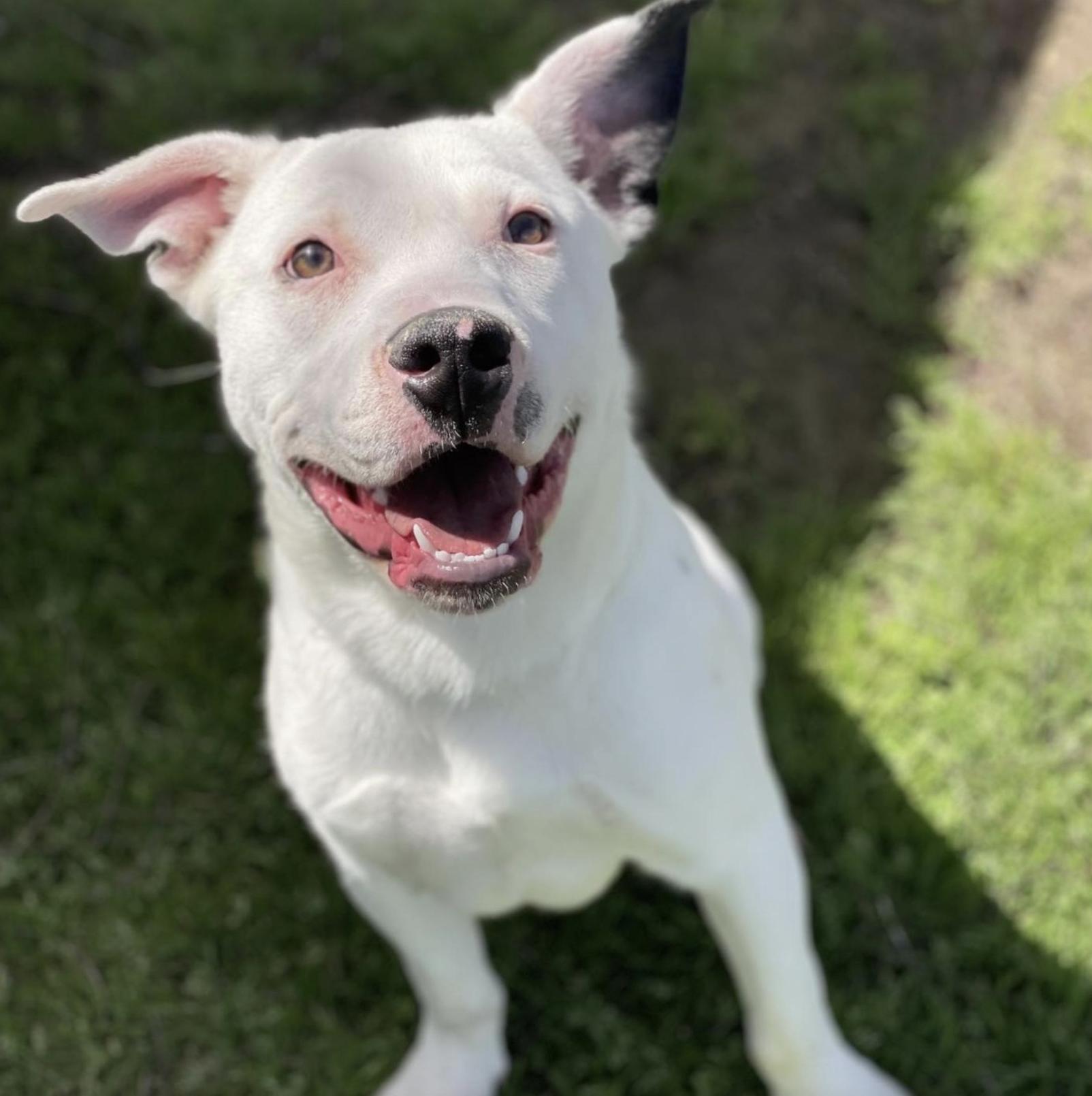 Powder, an adoptable Mixed Breed in Bozeman, MT, 59715 | Photo Image 3