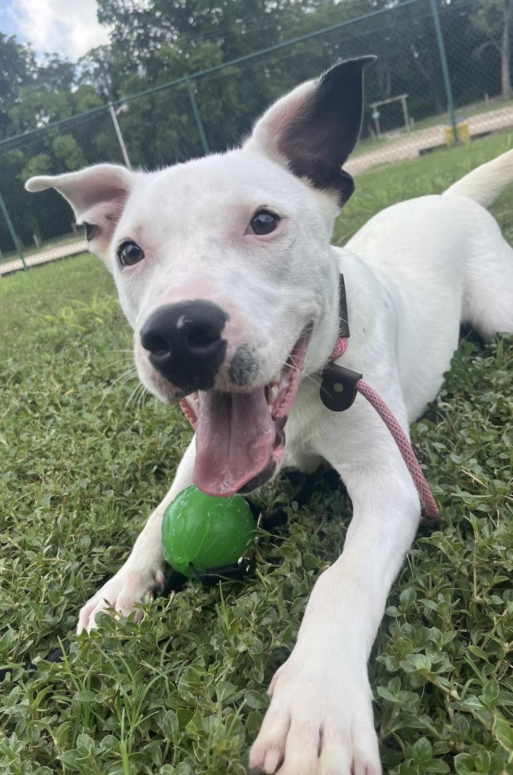 Powder, an adoptable Mixed Breed in Bozeman, MT, 59715 | Photo Image 4