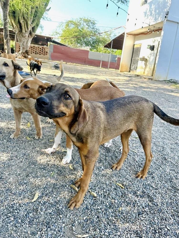 Enlarge D.J., a Adoptable mixed breed in Seattle, WA image 5/6