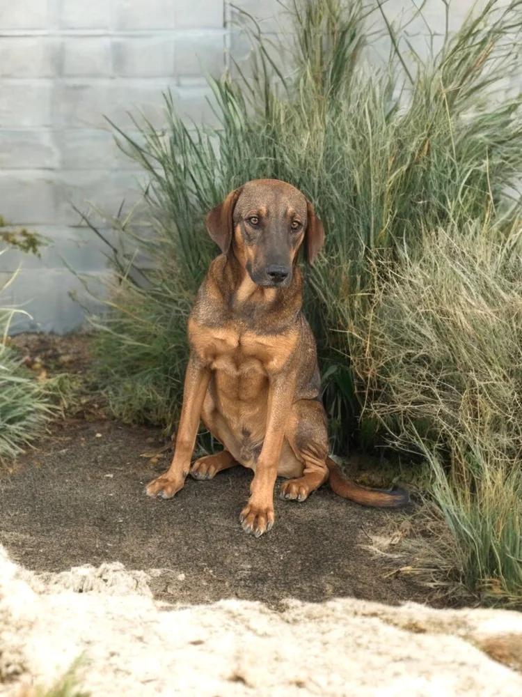 Enlarge D.J., a Adoptable mixed breed in Seattle, WA image 2/6