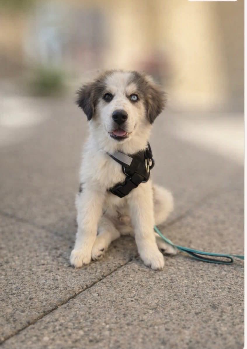 Enlarge Beethoven, an adopted mixed breed in Reseda, CA image 3/5