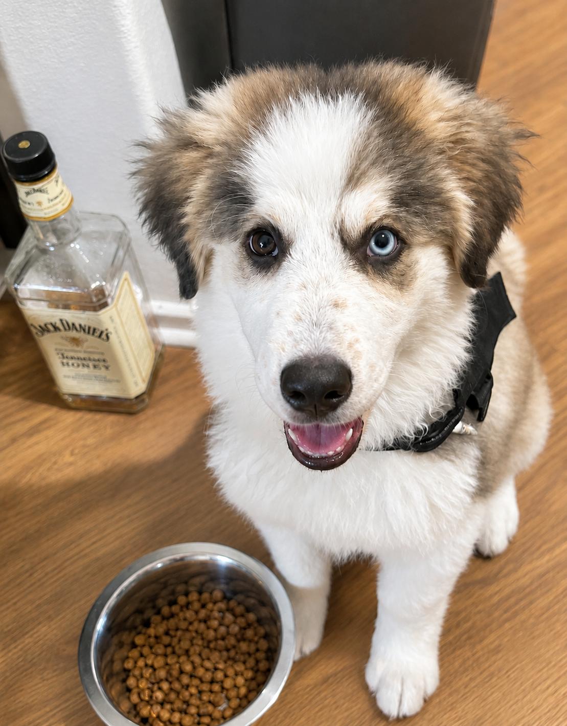 Enlarge Beethoven, an adopted mixed breed in Reseda, CA image 5/5