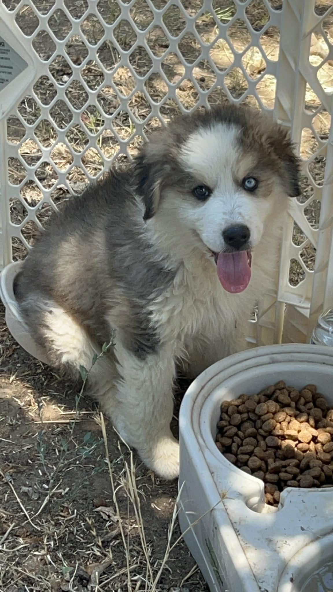 Enlarge Beethoven, an adopted mixed breed in Reseda, CA image 2/5