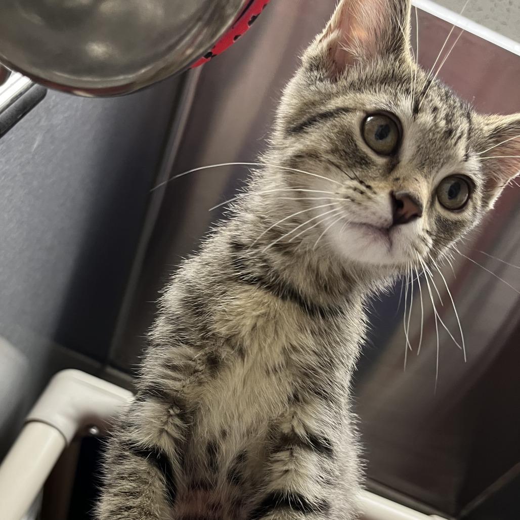 Enlarge Dokie, a Adoptable Domestic Short Hair in Detroit Lakes, MN image 1/2