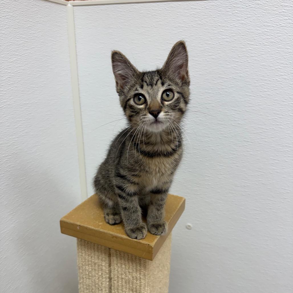 Enlarge Dokie, a Adoptable Domestic Short Hair in Detroit Lakes, MN image 2/2