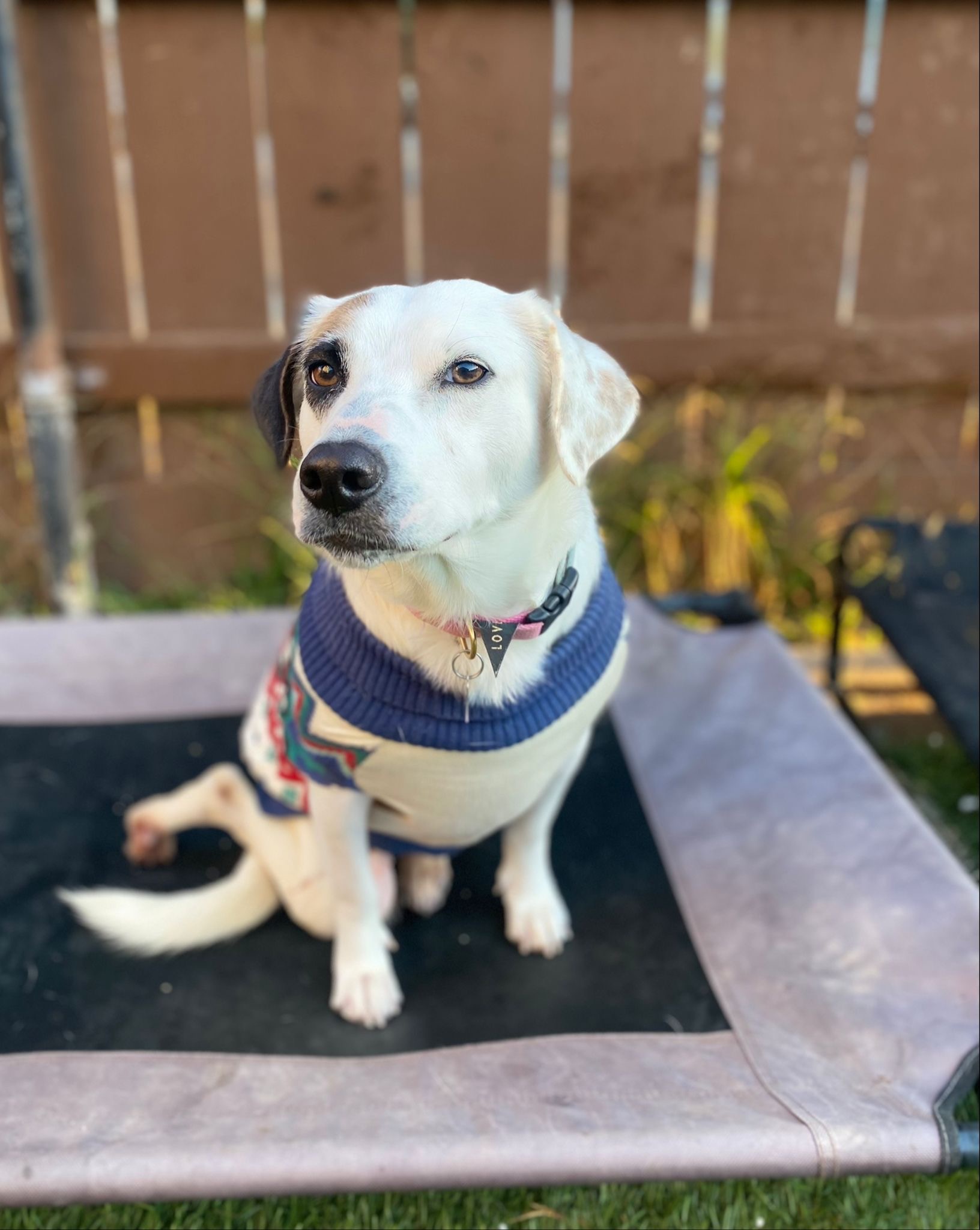 Leslie, Adoptable, Adult Female Australian Shepherd.