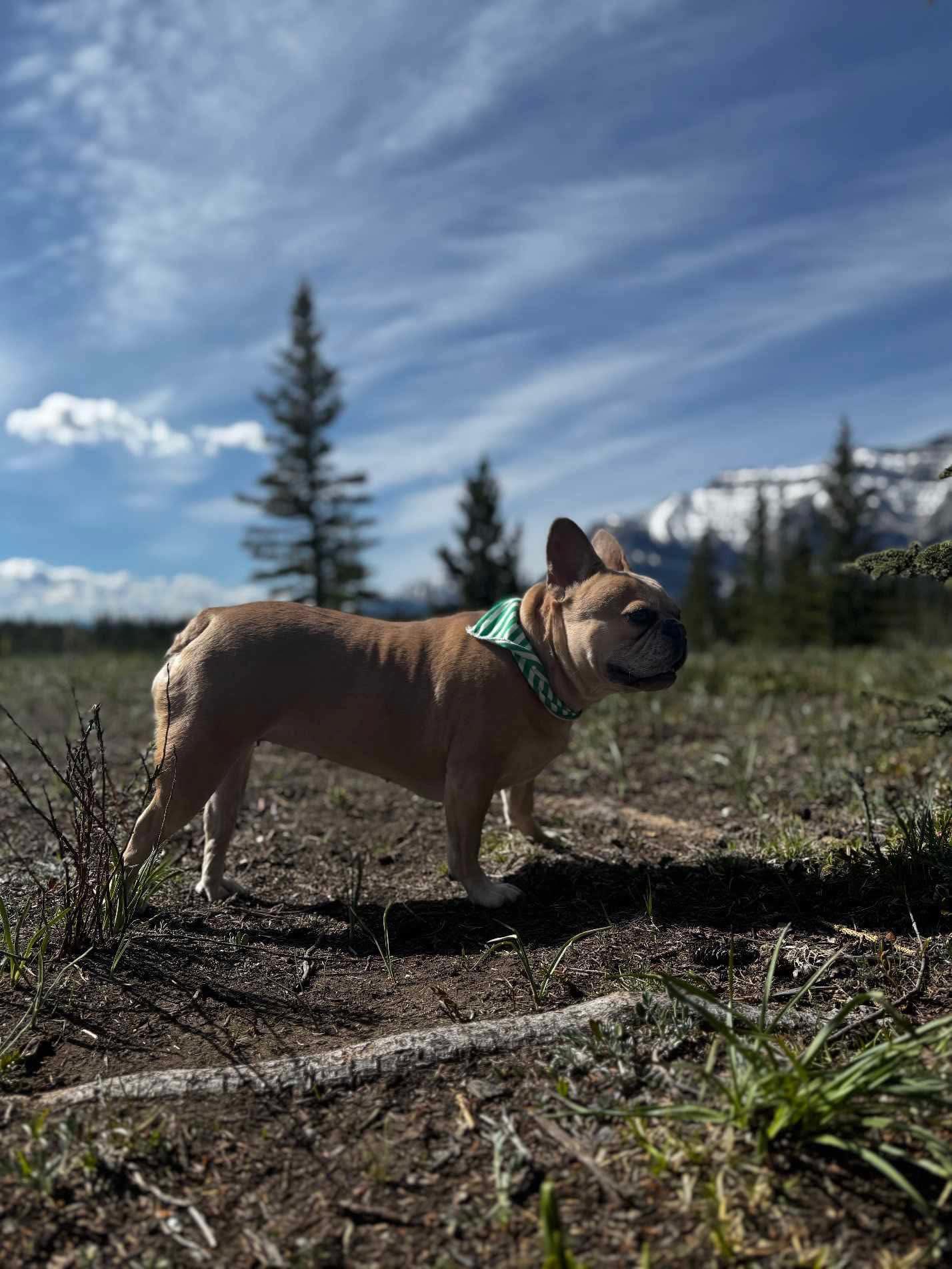 LUCY, an adoptable French Bulldog in Calgary, AB image 2/3